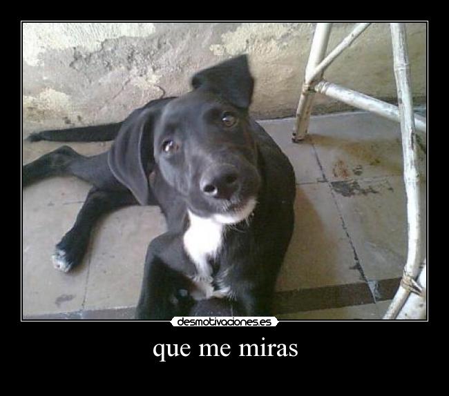 que me miras -