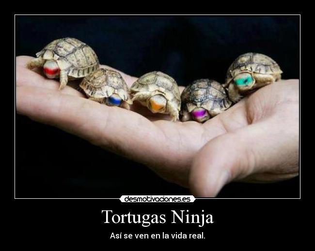 Tortugas Ninja - Así se ven en la vida real.
