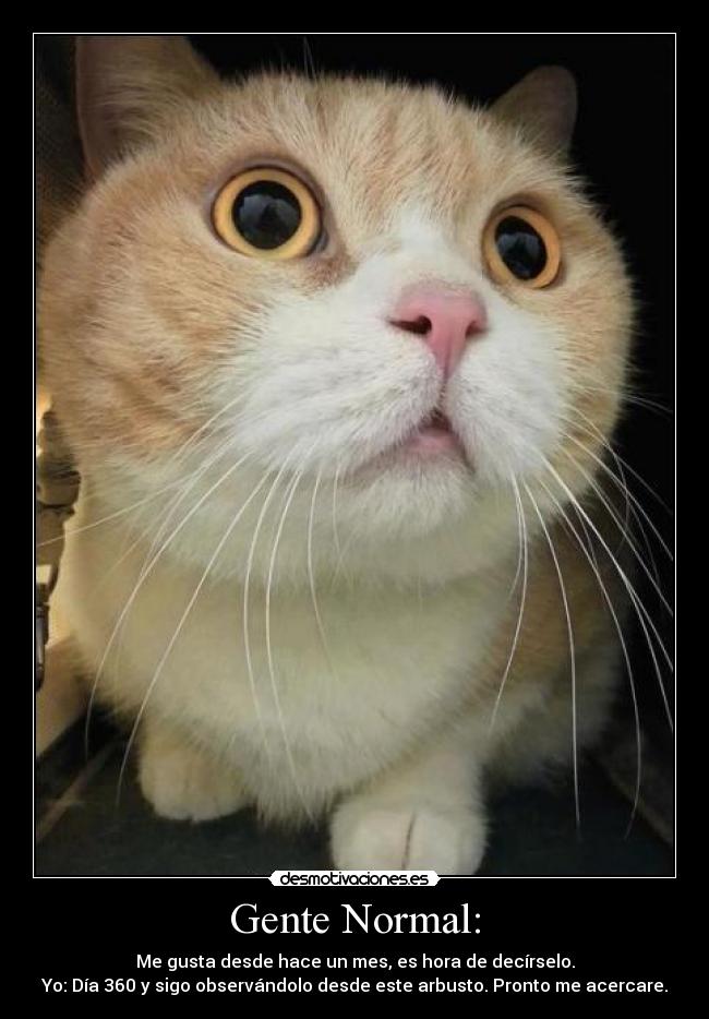 Gente Normal: -