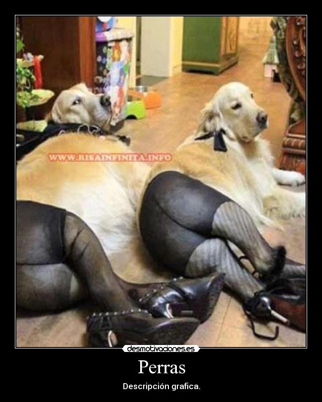 Perras - Descripción grafica.
