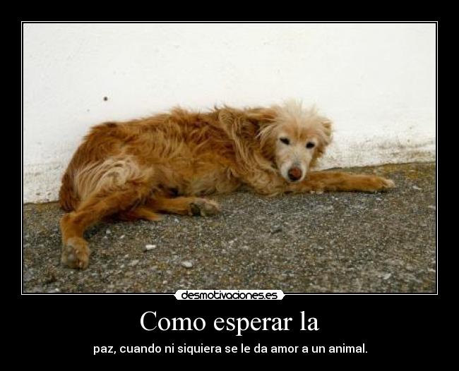 Como esperar la - paz, cuando ni siquiera se le da amor a un animal.