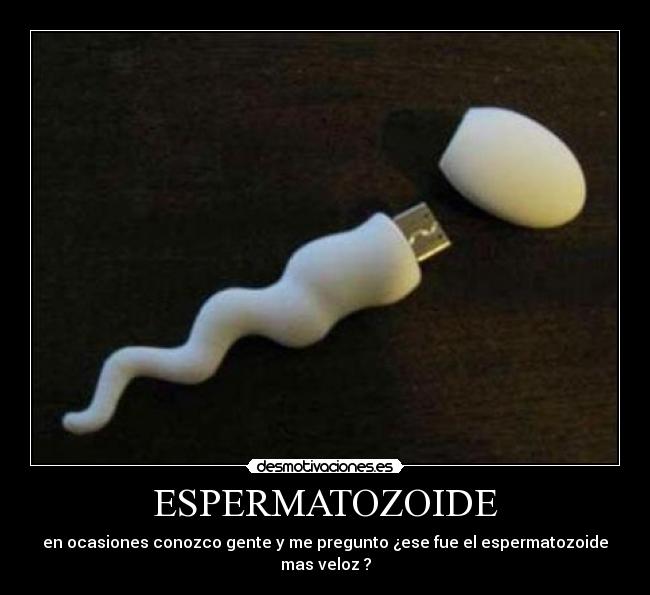 ESPERMATOZOIDE -