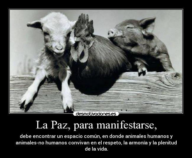 La Paz, para manifestarse, - debe encontrar un espacio común, en donde animales humanos y
animales-no humanos convivan en el respeto, la armonía y la plenitud
de la vida.