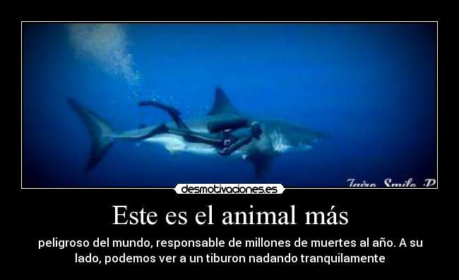 Este es el animal más - peligroso del mundo, responsable de millones de muertes al año. A su
lado, podemos ver a un tiburon nadando tranquilamente