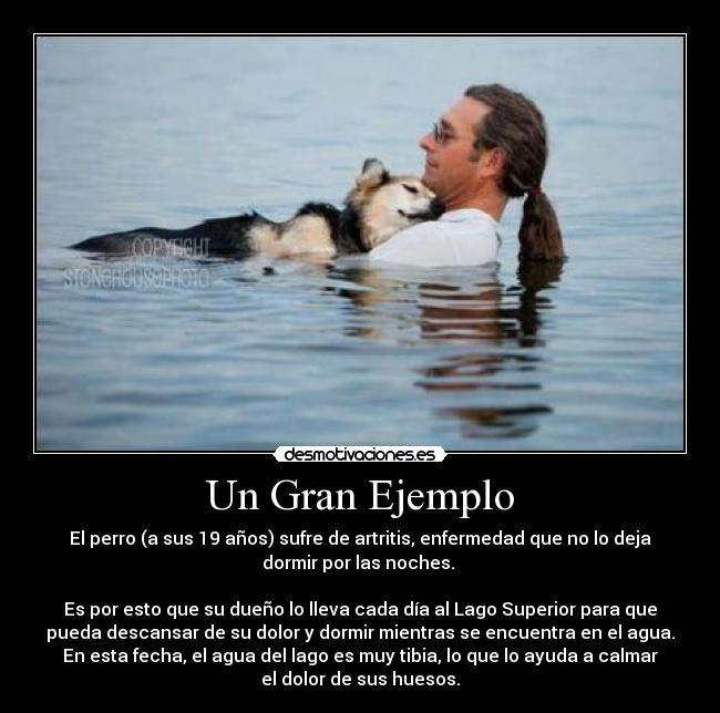 Un Gran Ejemplo - El perro (a sus 19 años) sufre de artritis, enfermedad que no lo deja
dormir por las noches.
Es por esto que su dueño lo lleva cada día al Lago Superior para que
pueda descansar de su dolor y dormir mientras se encuentra en el agua.
En esta fecha, el agua del lago es muy tibia, lo que lo ayuda a calmar
el dolor de sus huesos.