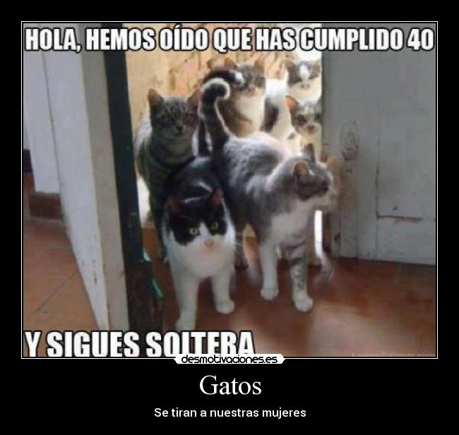 Gatos - Se tiran a nuestras mujeres