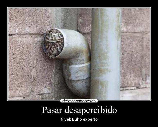 Pasar desapercibido - Nivel: Buho experto
