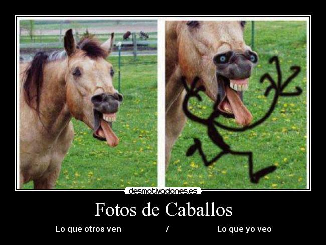 Fotos de Caballos - 