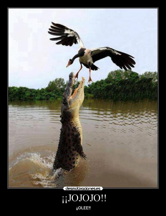 carteles agua patos desmotivaciones