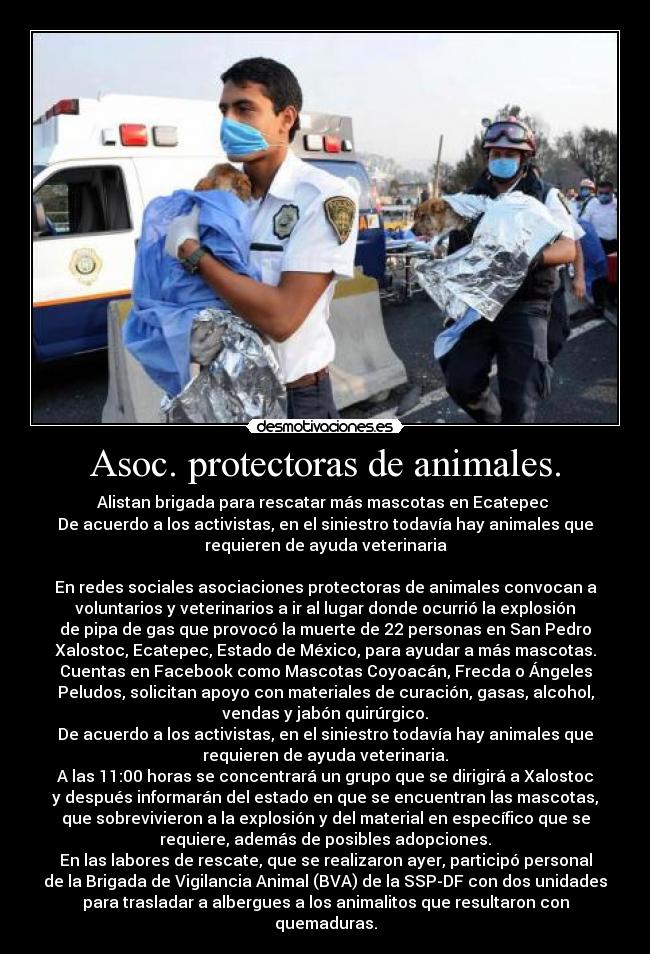 Asoc. protectoras de animales. - Alistan brigada para rescatar más mascotas en Ecatepec
De acuerdo a los activistas, en el siniestro todavía hay animales que
requieren de ayuda veterinaria
En redes sociales asociaciones protectoras de animales convocan a
voluntarios y veterinarios a ir al lugar donde ocurrió la explosión
de pipa de gas que provocó la muerte de 22 personas en San Pedro
Xalostoc, Ecatepec, Estado de México, para ayudar a más mascotas.
Cuentas en Facebook como Mascotas Coyoacán, Frecda o Ángeles
Peludos, solicitan apoyo con materiales de curación, gasas, alcohol,
vendas y jabón quirúrgico.
De acuerdo a los activistas, en el siniestro todavía hay animales que
requieren de ayuda veterinaria.
A las 11:00 horas se concentrará un grupo que se dirigirá a Xalostoc
y después informarán del estado en que se encuentran las mascotas,
que sobrevivieron a la explosión y del material en específico que se
requiere, además de posibles adopciones.
En las labores de rescate, que se realizaron ayer, participó personal
de la Brigada de Vigilancia Animal (BVA) de la SSP-DF con dos unidades
para trasladar a albergues a los animalitos que resultaron con
quemaduras.