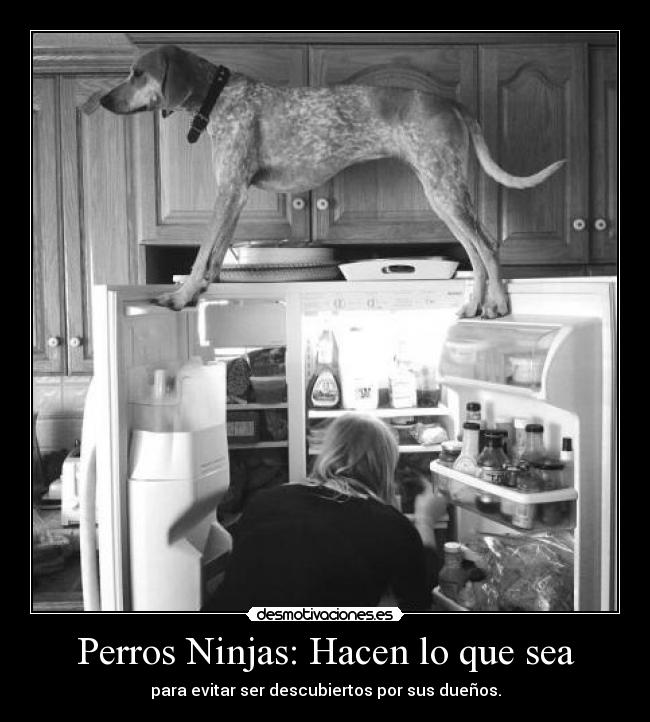 Perros Ninjas: Hacen lo que sea - para evitar ser descubiertos por sus dueños.