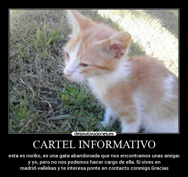 CARTEL INFORMATIVO - esta es noriko, es una gata abandonada que nos encontramos unas amigas
y yo, pero no nos podemos hacer cargo de ella. Si vives en
madrid-vallekas y te interesa ponte en contacto conmigo.Gracias