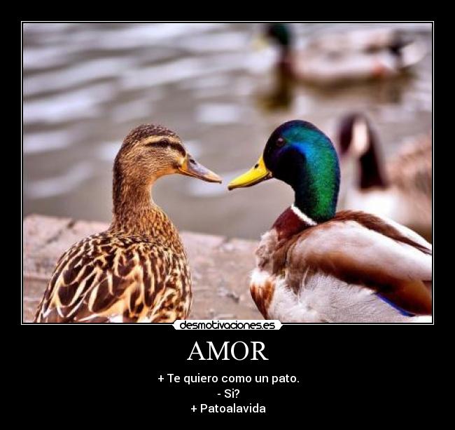 AMOR - + Te quiero como un pato.
- Si?
+ Patoalavida