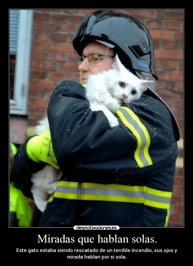 Miradas que hablan solas. -