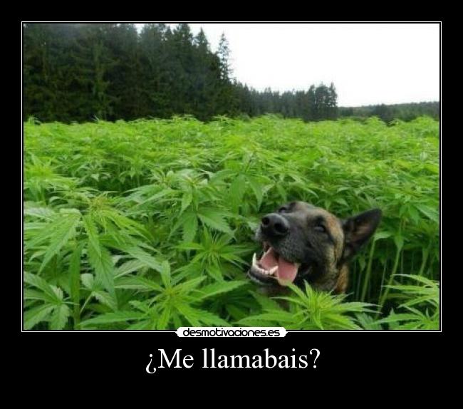 ¿Me llamabais? -