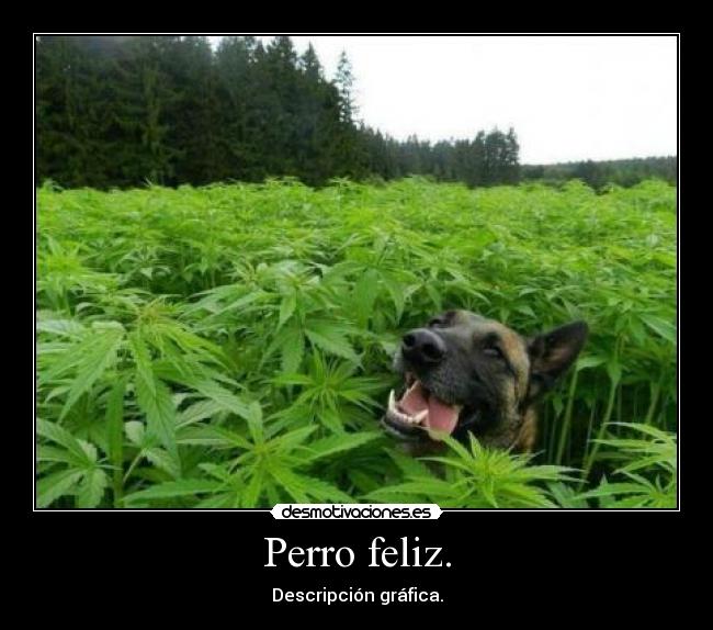 Perro feliz. - Descripción gráfica.