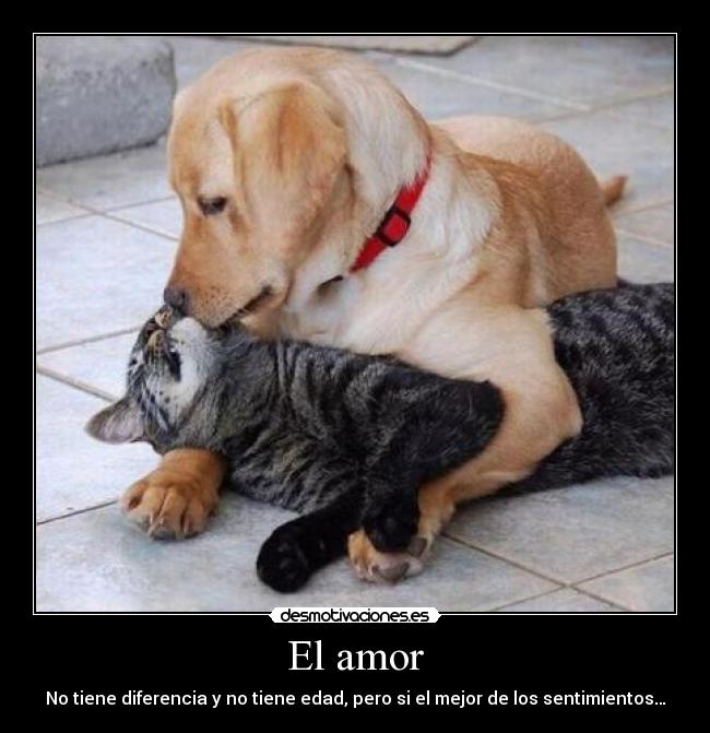 El amor -