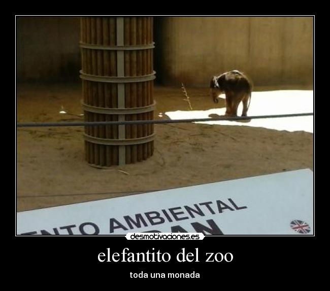 elefantito del zoo - toda una monada