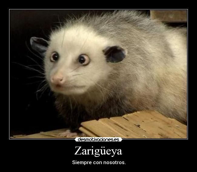 Zarigüeya -