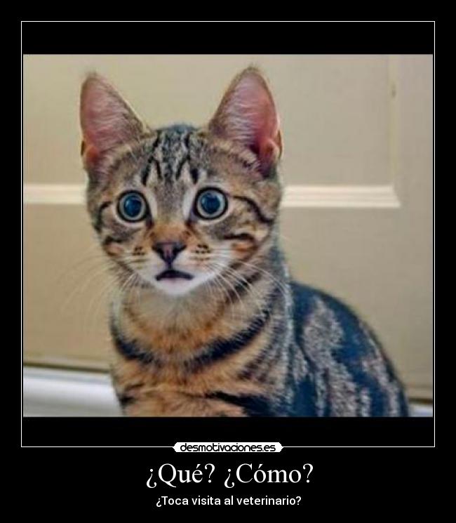 ¿Qué? ¿Cómo? - ¿Toca visita al veterinario?