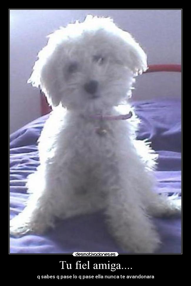 carteles fiel amiga desmotivaciones