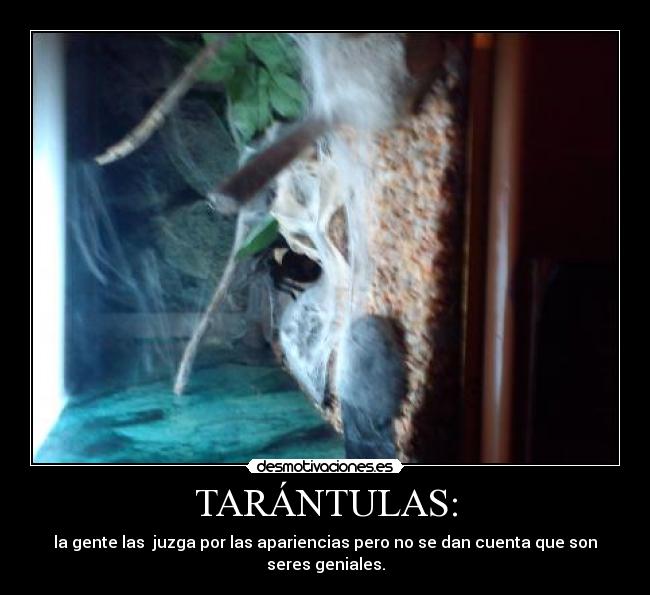 TARÁNTULAS: -
