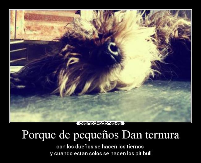 Porque de pequeños Dan ternura -