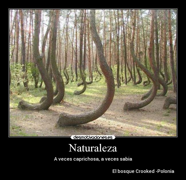 Naturaleza - A veces caprichosa, a veces sabia
El bosque Crooked -Polonia