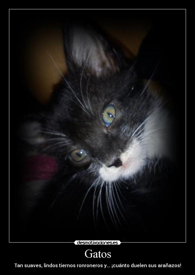 Gatos -