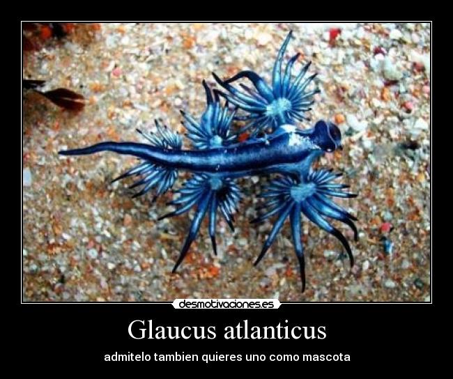 Glaucus atlanticus - admitelo tambien quieres uno como mascota
