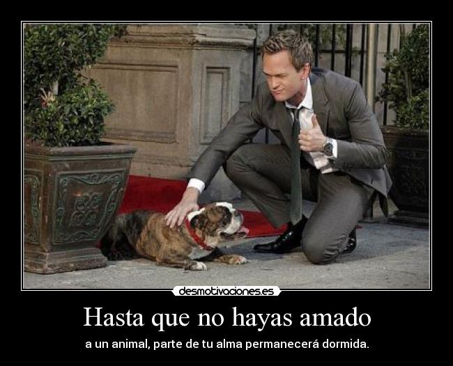 Hasta que no hayas amado - a un animal, parte de tu alma permanecerá dormida.