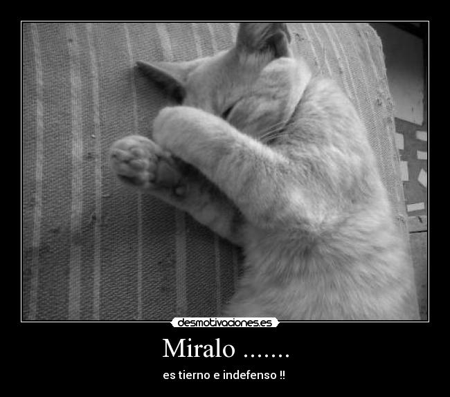 Miralo ....... - es tierno e indefenso !! ♥