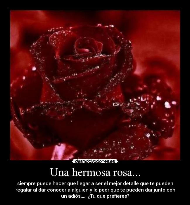 Una hermosa rosa... - siempre puede hacer que llegar a ser el mejor detalle que te pueden
regalar al dar conocer a alguien y lo peor que te pueden dar junto con
un adiós....  ¿Tu que prefieres?