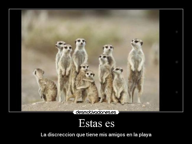 carteles suricato desmotivaciones