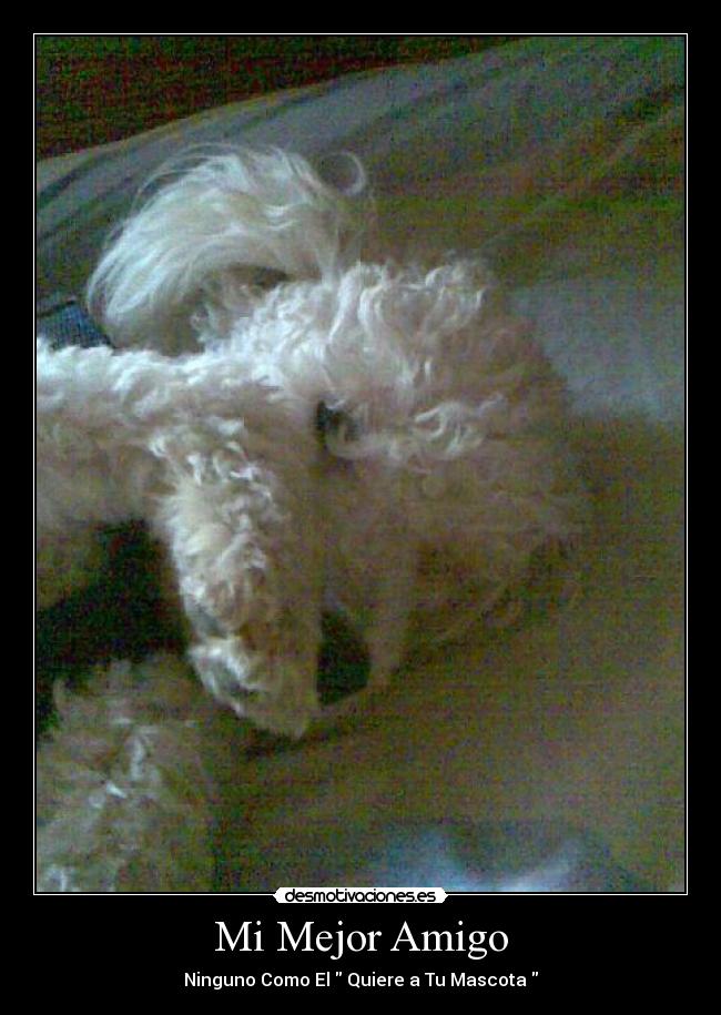 carteles animal desmotivaciones