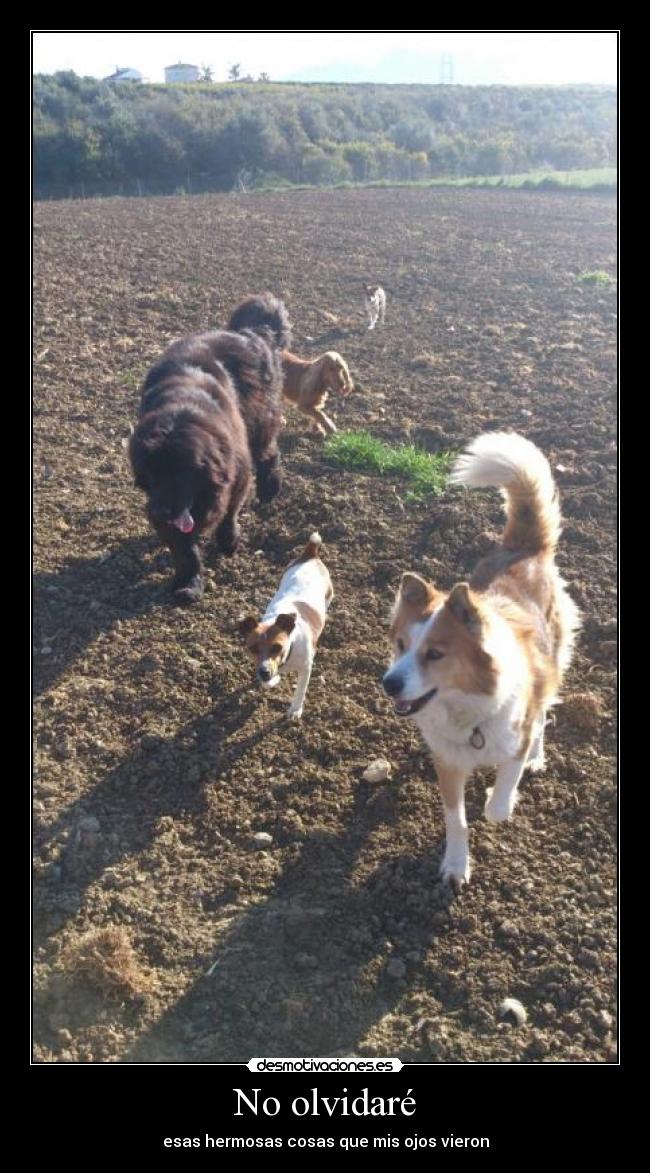 No olvidaré - esas hermosas cosas que mis ojos vieron