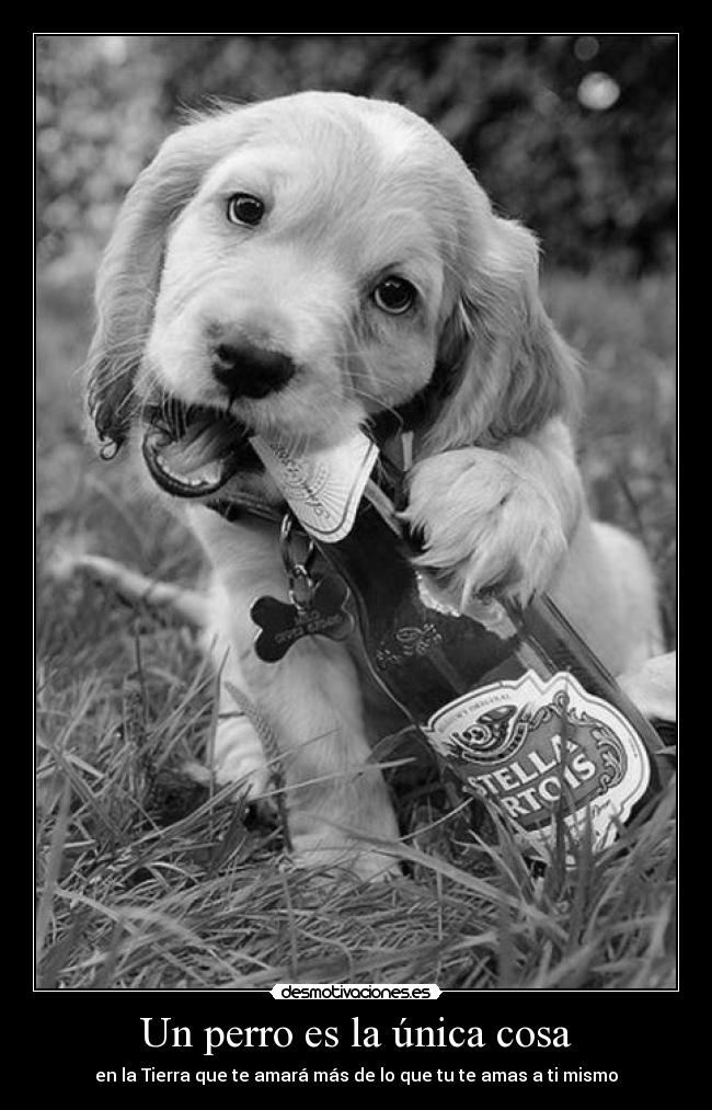 Un perro es la única cosa - 