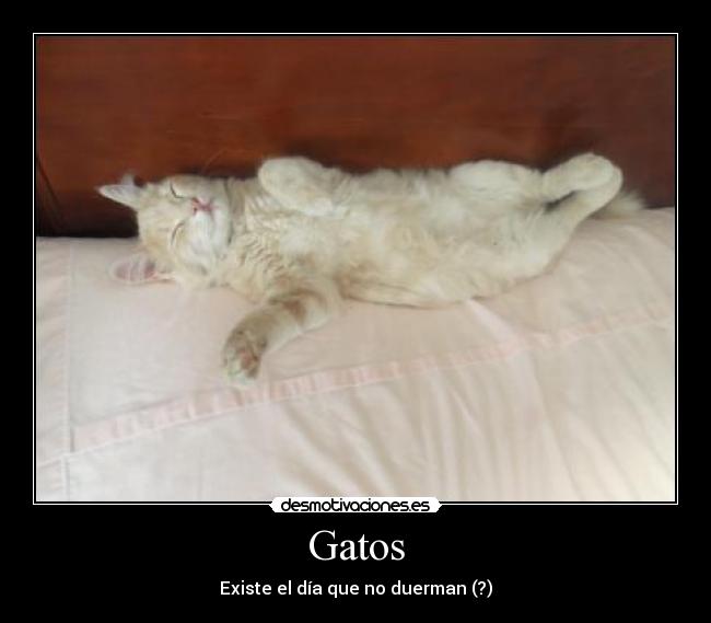 Gatos - Existe el día que no duerman (?)