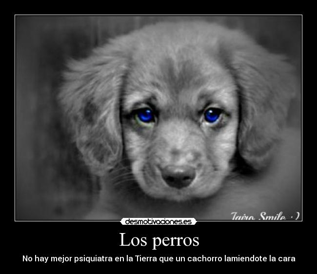 Los perros - No hay mejor psiquiatra en la Tierra que un cachorro lamiendote la cara