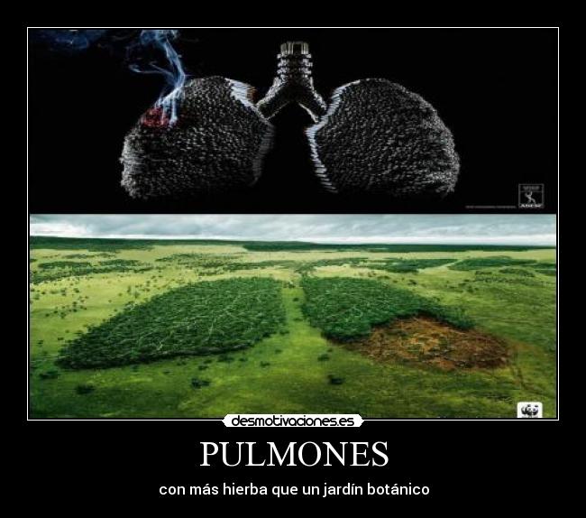 PULMONES - con más hierba que un jardín botánico