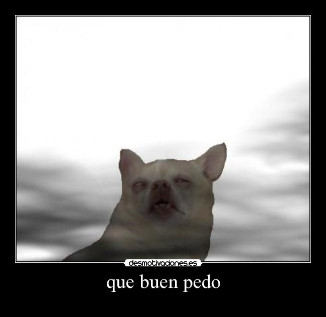 que buen pedo - 