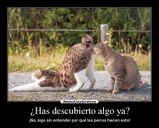 ¿Has descubierto algo ya? - 