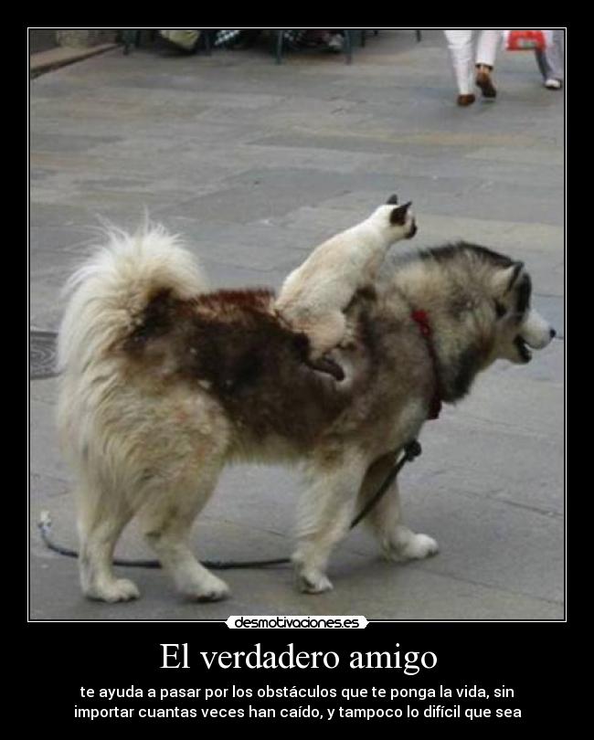El verdadero amigo - te ayuda a pasar por los obstáculos que te ponga la vida, sin
importar cuantas veces han caído, y tampoco lo difícil que sea