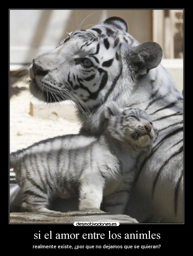 carteles amor amor entre animales desmotivaciones