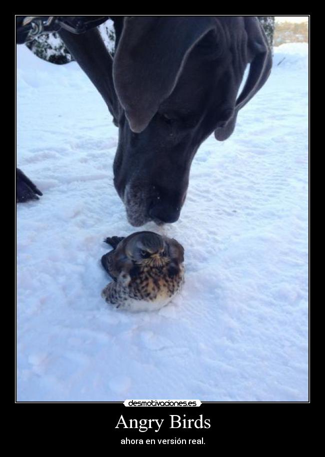 carteles theinmortals raptorhunters angry birds lol desmotivaciones
