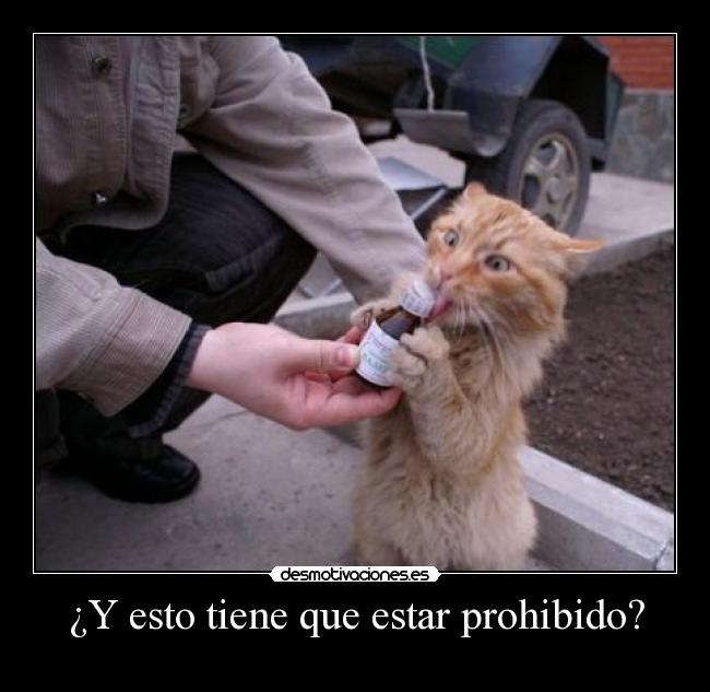 carteles gatosdrogata desmotivaciones