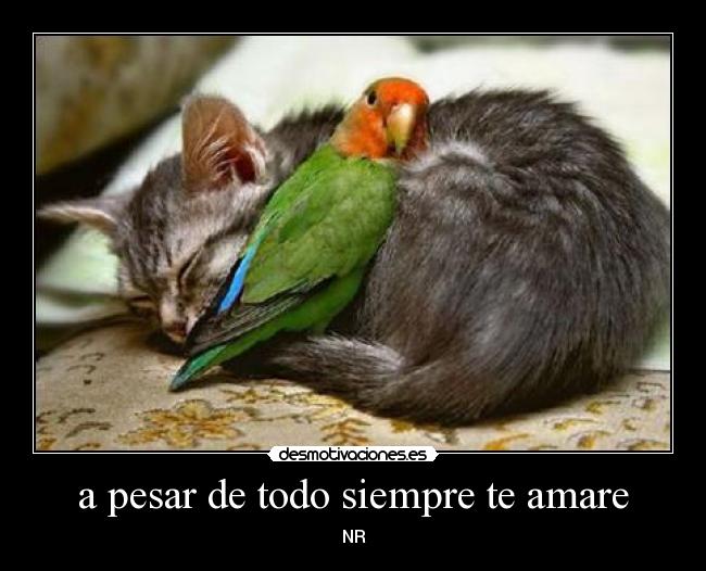 a pesar de todo siempre te amare - NR