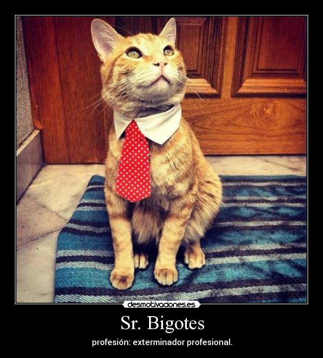 carteles gato desmotivaciones