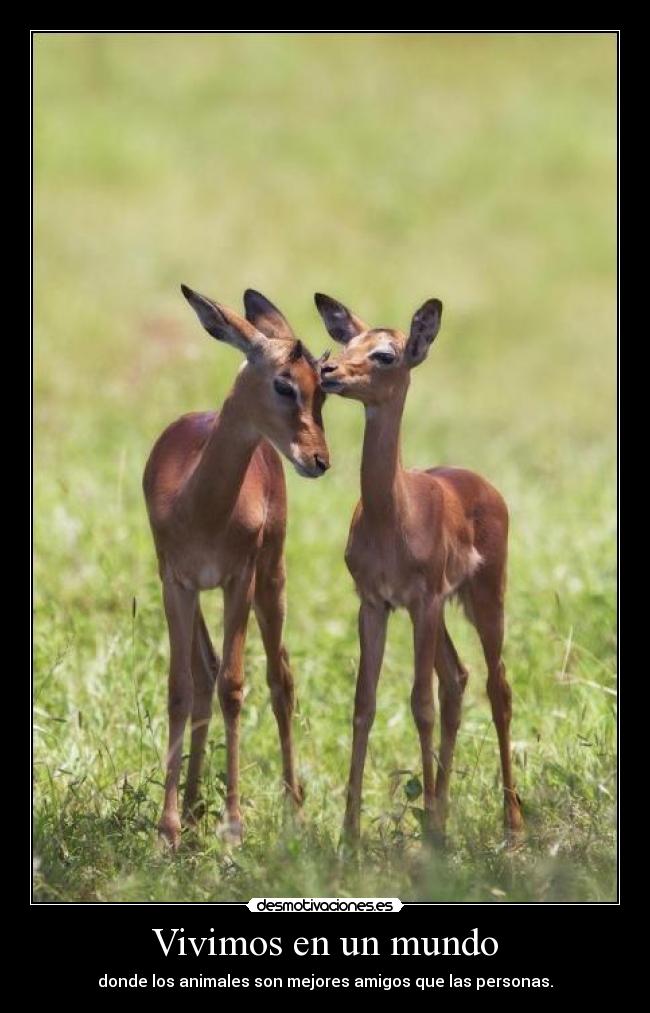 Vivimos en un mundo - donde los animales son mejores amigos que las personas.