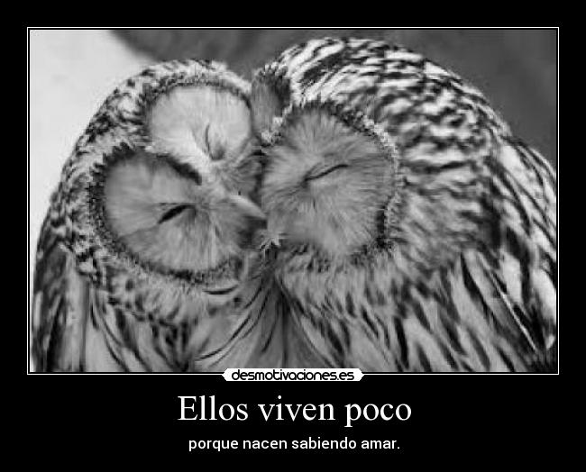 Ellos viven poco - porque nacen sabiendo amar.